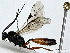  ( - BIOUG85477-G11)  @11 [ ] CreativeCommons - Attribution (2022) CBG Photography Group Centre for Biodiversity Genomics