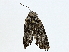  ( - BIOUG91354-D04)  @11 [ ] CreativeCommons - Attribution (2022) CBG Photography Group Centre for Biodiversity Genomics