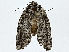  ( - BIOUG91354-D08)  @11 [ ] CreativeCommons - Attribution (2022) CBG Photography Group Centre for Biodiversity Genomics