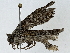  ( - BIOUG91354-D12)  @11 [ ] CreativeCommons - Attribution (2022) CBG Photography Group Centre for Biodiversity Genomics