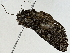 ( - BIOUG91354-F01)  @11 [ ] CreativeCommons - Attribution (2022) CBG Photography Group Centre for Biodiversity Genomics