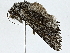  ( - BIOUG91354-F07)  @11 [ ] CreativeCommons - Attribution (2022) CBG Photography Group Centre for Biodiversity Genomics