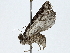  ( - BIOUG91354-G08)  @11 [ ] CreativeCommons - Attribution (2022) CBG Photography Group Centre for Biodiversity Genomics