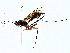  (Echthrus niger - BIOUG91355-B05)  @11 [ ] CreativeCommons - Attribution (2022) CBG Photography Group Centre for Biodiversity Genomics