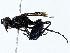  ( - BIOUG91355-C11)  @11 [ ] CreativeCommons - Attribution (2022) CBG Photography Group Centre for Biodiversity Genomics