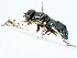  ( - BIOUG91358-G07)  @11 [ ] CreativeCommons - Attribution (2022) CBG Photography Group Centre for Biodiversity Genomics