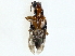  ( - BIOUG97729-B03)  @11 [ ] CreativeCommons - Attribution (2023) CBG Photography Group Centre for Biodiversity Genomics
