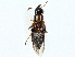 ( - BIOUG97729-B08)  @11 [ ] CreativeCommons - Attribution (2023) CBG Photography Group Centre for Biodiversity Genomics