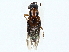  ( - BIOUG97729-B09)  @11 [ ] CreativeCommons - Attribution (2023) CBG Photography Group Centre for Biodiversity Genomics