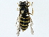  ( - BIOUG97729-C12)  @11 [ ] CreativeCommons - Attribution (2023) CBG Photography Group Centre for Biodiversity Genomics