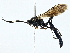  ( - BIOUG97729-F08)  @11 [ ] CreativeCommons - Attribution (2023) CBG Photography Group Centre for Biodiversity Genomics