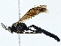  ( - BIOUG97729-G11)  @11 [ ] CreativeCommons - Attribution (2023) CBG Photography Group Centre for Biodiversity Genomics