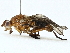  ( - BIOUG97730-G09)  @11 [ ] CreativeCommons - Attribution (2023) CBG Photography Group Centre for Biodiversity Genomics