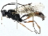  ( - BIOUG97732-D09)  @11 [ ] CreativeCommons - Attribution (2023) CBG Photography Group Centre for Biodiversity Genomics