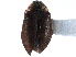  ( - CCDB-22965-A12)  @11 [ ] CreativeCommons - Attribution (2015) CBG Photography Group Centre for Biodiversity Genomics