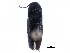  ( - CCDB-22965-C05)  @11 [ ] CreativeCommons - Attribution (2015) CBG Photography Group Centre for Biodiversity Genomics