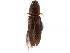  (Aeolus debilis - CCDB-22965-F02)  @11 [ ] CreativeCommons - Attribution (2015) CBG Photography Group Centre for Biodiversity Genomics