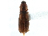  ( - CCDB-22965-F03)  @11 [ ] CreativeCommons - Attribution (2015) CBG Photography Group Centre for Biodiversity Genomics