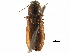  (Pseudanostirus hoppingi - CCDB-22965-H03)  @15 [ ] CreativeCommons - Attribution (2015) CBG Photography Group Centre for Biodiversity Genomics