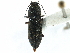  ( - CCDB-22966-D05)  @11 [ ] CreativeCommons - Attribution (2015) CBG Photography Group Centre for Biodiversity Genomics