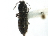  ( - CCDB-22966-D06)  @11 [ ] CreativeCommons - Attribution (2015) CBG Photography Group Centre for Biodiversity Genomics