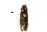  (Hemicrepidius brevicollis - CCDB-22966-E03)  @13 [ ] CreativeCommons - Attribution (2015) CBG Photography Group Centre for Biodiversity Genomics
