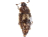  ( - CCDB-22968-D10)  @11 [ ] CreativeCommons - Attribution (2015) CBG Photography Group Centre for Biodiversity Genomics
