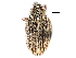  (Anthonomus squamosus - CCDB-22982-H11)  @11 [ ] CreativeCommons - Attribution (2015) CBG Photography Group Centre for Biodiversity Genomics