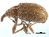  ( - CCDB-22983-A07)  @11 [ ] CreativeCommons - Attribution (2015) CBG Photography Group Centre for Biodiversity Genomics