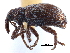  ( - CCDB-22983-B05)  @11 [ ] CreativeCommons - Attribution (2015) CBG Photography Group Centre for Biodiversity Genomics