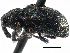  ( - CCDB-22983-B09)  @11 [ ] CreativeCommons - Attribution (2015) CBG Photography Group Centre for Biodiversity Genomics