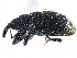  ( - CCDB-22983-B10)  @11 [ ] CreativeCommons - Attribution (2015) CBG Photography Group Centre for Biodiversity Genomics