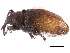  ( - CCDB-22983-C02)  @11 [ ] CreativeCommons - Attribution (2015) CBG Photography Group Centre for Biodiversity Genomics