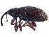  ( - CCDB-22983-C06)  @11 [ ] CreativeCommons - Attribution (2015) CBG Photography Group Centre for Biodiversity Genomics