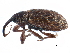  ( - CCDB-22983-C07)  @14 [ ] CreativeCommons - Attribution (2015) CBG Photography Group Centre for Biodiversity Genomics