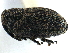  ( - CCDB-22983-E09)  @11 [ ] CreativeCommons - Attribution (2015) CBG Photography Group Centre for Biodiversity Genomics