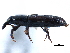  ( - CCDB-22983-F11)  @11 [ ] CreativeCommons - Attribution (2015) CBG Photography Group Centre for Biodiversity Genomics
