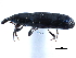  ( - CCDB-22983-F12)  @11 [ ] CreativeCommons - Attribution (2015) CBG Photography Group Centre for Biodiversity Genomics