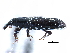  ( - CCDB-22983-G01)  @11 [ ] CreativeCommons - Attribution (2015) CBG Photography Group Centre for Biodiversity Genomics