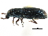  ( - CCDB-22983-G11)  @11 [ ] CreativeCommons - Attribution (2015) CBG Photography Group Centre for Biodiversity Genomics