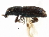  ( - CCDB-22983-G12)  @11 [ ] CreativeCommons - Attribution (2015) CBG Photography Group Centre for Biodiversity Genomics