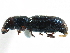  ( - CCDB-22983-H01)  @11 [ ] CreativeCommons - Attribution (2015) CBG Photography Group Centre for Biodiversity Genomics