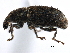  (Listronotus californicus - CCDB-22983-H10)  @11 [ ] CreativeCommons - Attribution (2015) CBG Photography Group Centre for Biodiversity Genomics