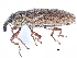  ( - CCDB-22984-A01)  @11 [ ] CreativeCommons - Attribution (2015) CBG Photography Group Centre for Biodiversity Genomics