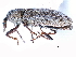  ( - CCDB-22984-A02)  @11 [ ] CreativeCommons - Attribution (2015) CBG Photography Group Centre for Biodiversity Genomics