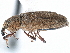  ( - CCDB-22984-A05)  @11 [ ] CreativeCommons - Attribution (2015) CBG Photography Group Centre for Biodiversity Genomics