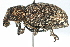  ( - CCDB-22984-B03)  @11 [ ] CreativeCommons - Attribution (2015) CBG Photography Group Centre for Biodiversity Genomics