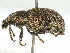  ( - CCDB-22984-B06)  @11 [ ] CreativeCommons - Attribution (2015) CBG Photography Group Centre for Biodiversity Genomics