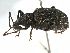  ( - CCDB-22984-C02)  @11 [ ] CreativeCommons - Attribution (2015) CBG Photography Group Centre for Biodiversity Genomics