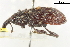  (Hylobius radicis - CCDB-22984-G11)  @11 [ ] CreativeCommons - Attribution (2015) CBG Photography Group Centre for Biodiversity Genomics